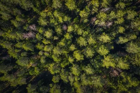 Forest drone view. Green trees in forest view from above Stock Photos