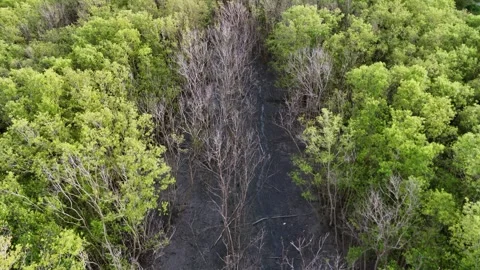 A forest with a dry trees through it Video stock 325844333
