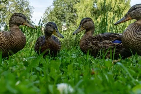 Forest ducks in green grass Stock Photos