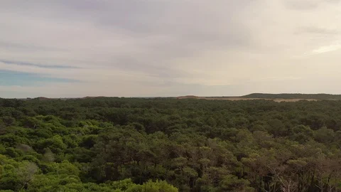 Forest &amp; Dunes Stock Footage 116815445