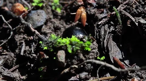 Forest Dung Beetle earth-boring, Anoplotrupes stercorosus Stock Footage 43337395
