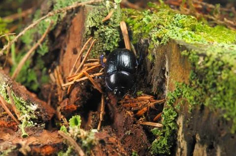 Forest dung beetle Stock Photos
