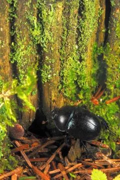 Forest dung beetle Stock Photos