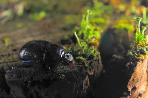 Forest dung beetle Stock-Fotos
