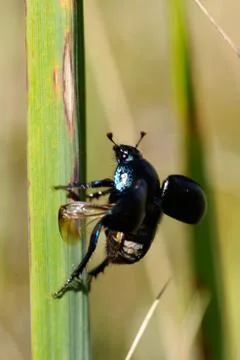 Forest dung beetle Foto stock