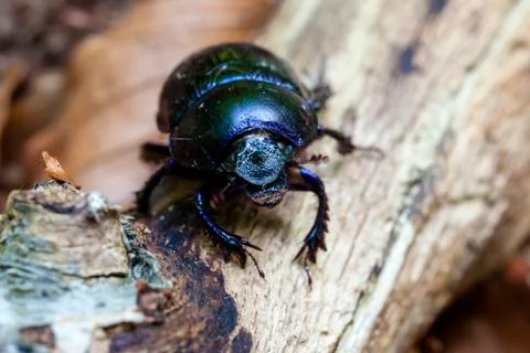 Forest dung beetle - super macro Foto stock