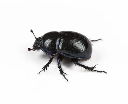 Forest dung beetle on a white background closeup Stock Photos