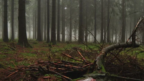 Forest during autumn Stock Footage 276228444