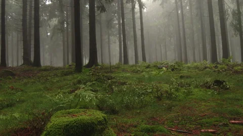 Forest during autumn Video stock 276228478