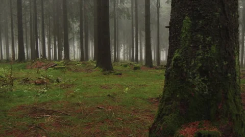 Forest during autumn Video stock 276228499