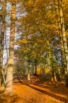 Forest during autumn Stock Photos