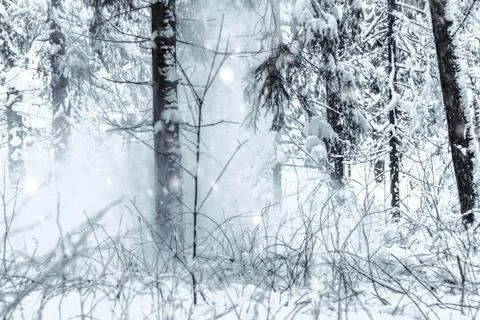 Forest during big snowfall Stock Photos