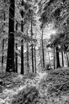 Forest during a cold winter day after snowfall in Switzerland Foto stock
