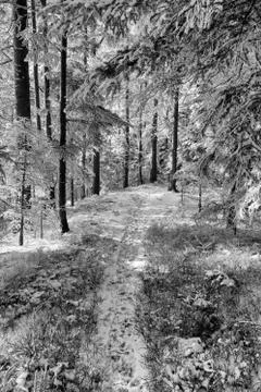 Forest during a cold winter day after snowfall in Switzerland Stock-Fotos