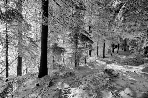 Forest during a cold winter day after snowfall in Switzerland Foto stock