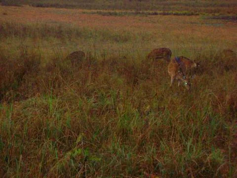 The forest during an evening Stock Photos