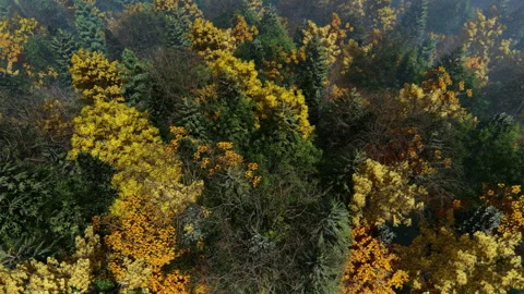Forest during fall, beautiful colors, high angle view Video stock 143393649