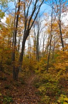 Forest during Fall Stock Photos