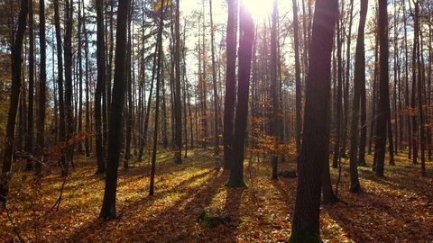 Forest during a Fall season. Stock Footage 98931879