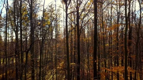 Forest during a Fall season. Stock-Footage 98931928