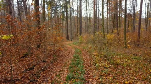 Forest during a Fall season. Stock Footage 98931980