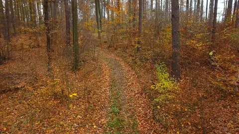 Forest during a Fall season. Stock Footage 98932056