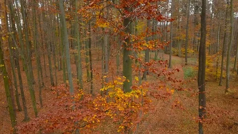 Forest during a Fall season. Stock Footage 98932103