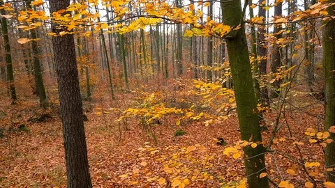 Forest during a Fall season. Stock Footage 98932500
