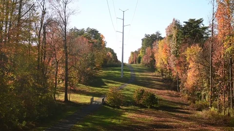 forest during the fall season with a path running through. Stock Footage 73424450