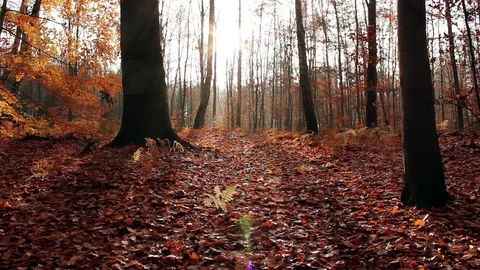 Forest During Late Fall Stock Footage 94269039