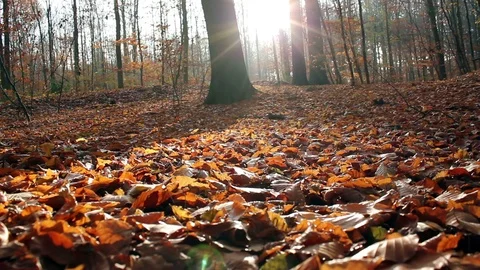 Forest During Late Fall Stock Footage 94269721