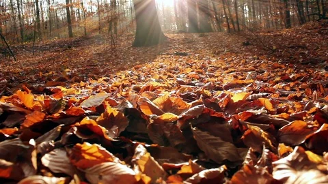 Forest During Late Fall Vidéo 94270383