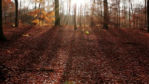 Forest During Late Fall Stockbeeldmateriaal 94271048