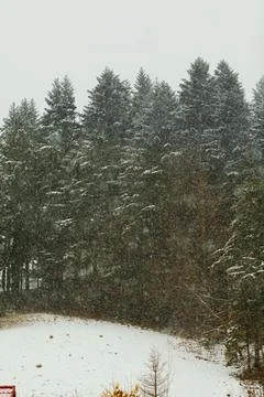 Forest during snowstorm in winter Stock Photos