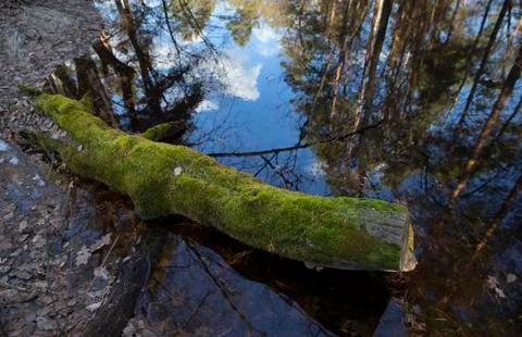 Forest During the Spring Flood Stock Photos