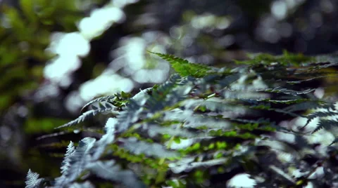 Forest during the spring season Stock Footage 46201241