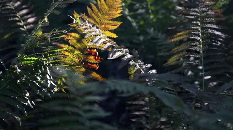 Forest during the spring season Stock Footage 46201304