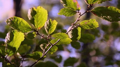 Forest during the spring season Stock Footage 46201384