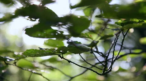 Forest during the spring season Stock Footage 46201484