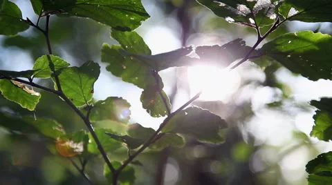 Forest during the spring season Stock Footage 46201674