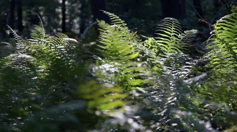 Forest during the spring season Stock Footage 46201928