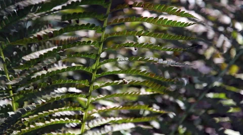 Forest during the spring season Stock Footage 46201949