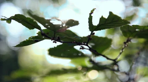 Forest during the spring season Stock Footage 46201980