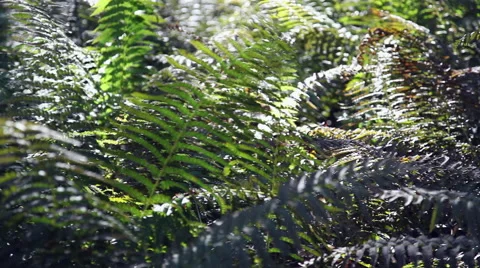 Forest during the spring season Stock Footage 46202190