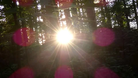 In forest during sunset camera tilts behind tree and rays of sun fill screen Video stock 187844042