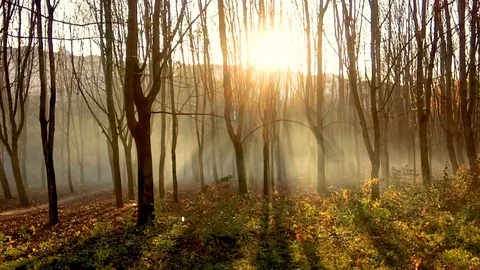 Forest during the sunset Stock Footage 91460495