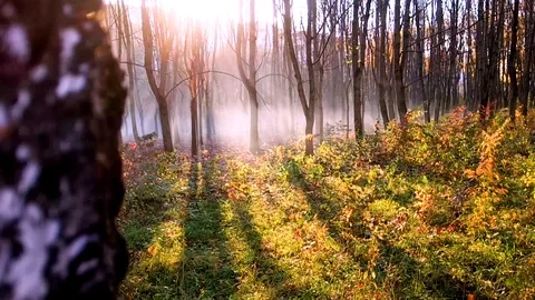 Forest during the sunset Stock Footage 91460538