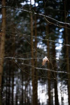 Forest during winter with green and brown leaves Stock Photos