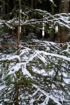 Forest during winter with green and brown leaves Stock Photos
