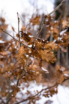 Forest during winter with green and brown leaves Stock Photos